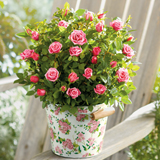 Ingrijire trandafiri pitici - Minirose
